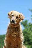 GOLDEN RETRIEVER 1141